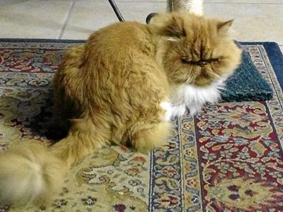 Fishpaste, ons kat is weg!