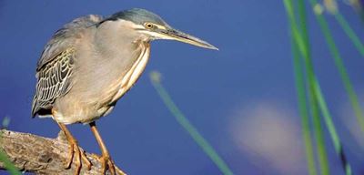 Identification & conservation course for birders