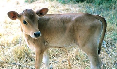 SA declared free of foot and mouth and goat plague