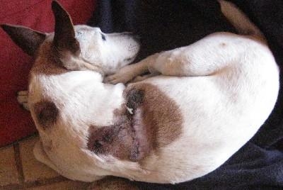 Wilderness Beach: Jack russel mutilated by dog