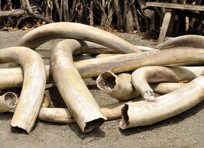 Kenya makes huge ivory seizure