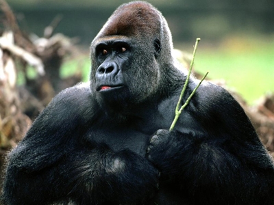 Zoo vet shoots keeper in gorilla escape drill