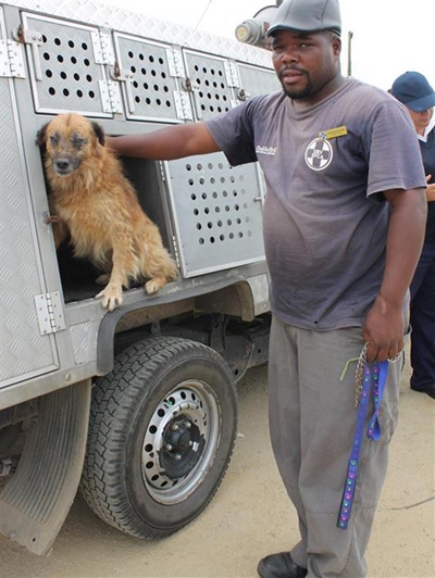 More than 1 200 dogs to be sterilised