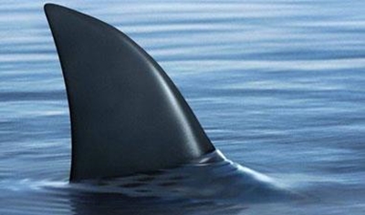Singapore casino stops serving shark fin