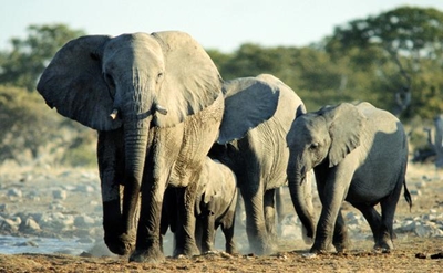 20 000 elephants poached in Africa in 2013