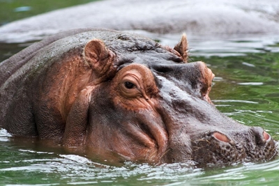 Threatening hippo shot in Nelspruit