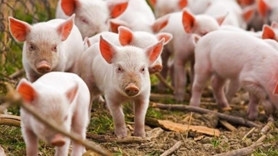 2 protesters detained for smuggling piglets