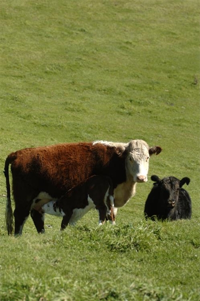 Virus killing Limpopo cattle identified