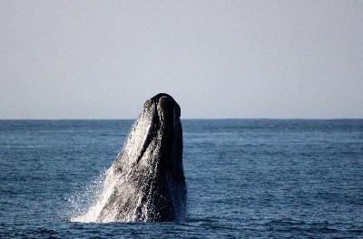 Mossel Bay welcomes whales