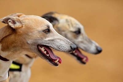 Dog racing considered for South Africa