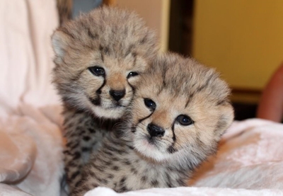 Wildlife ranch welcomes cheetah cubs
