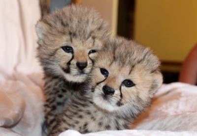 Wildlife ranch welcomes cheetah cubs