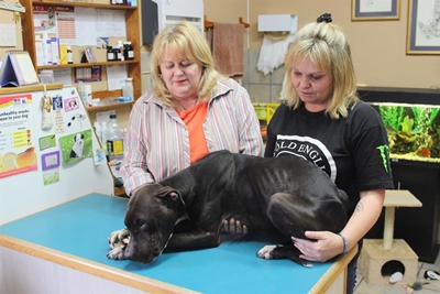 Vermiste hond gered