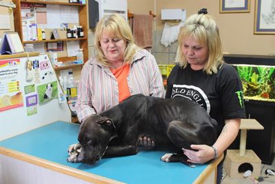 Vermiste hond gered