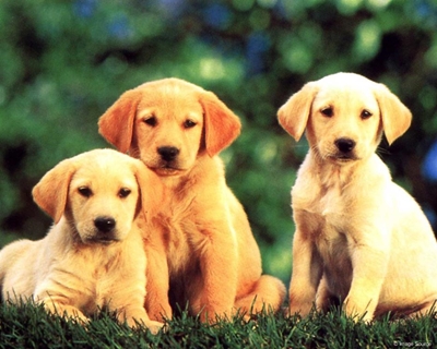 Volunteers needed for SPCA sterilisation project