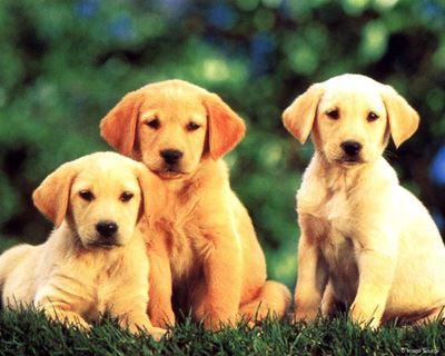 Volunteers needed for SPCA sterilisation project