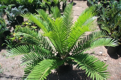 Public can help to save endangered cycads
