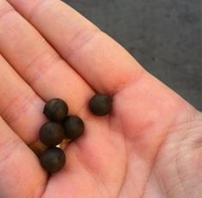 Rubber bullets fired in Mpumalanga taxi protest