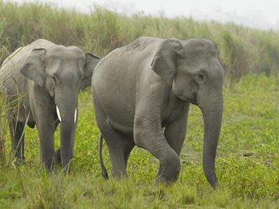Myanmar confirms illegal elephant trade amid NGO warnings
