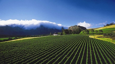 Western Cape contribution to agriculture huge