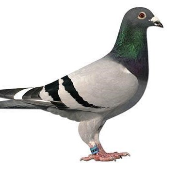 Taiwan busts racing pigeon kidnapping ring | Mossel Bay Advertiser