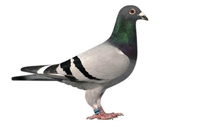 Taiwan busts racing pigeon kidnapping ring