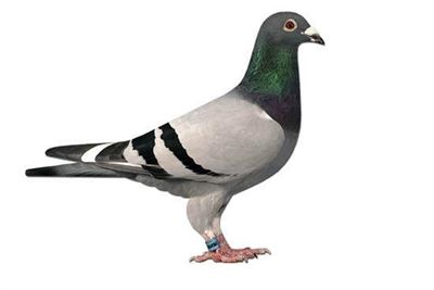 Taiwan busts racing pigeon kidnapping ring