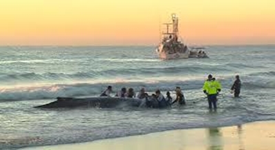 Rush to rescue stranded whale in Australia