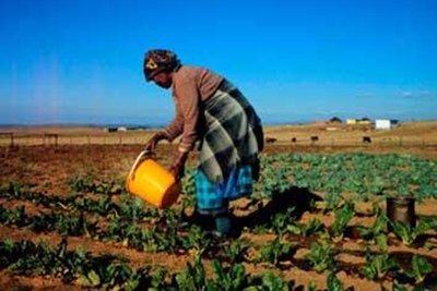 Minister Zokwana to present plans towards realising 1 million jobs in agriculture