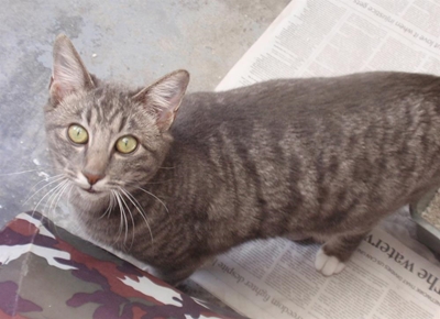 Missing cat seeking her family