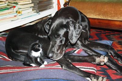 Hond in Denneoord doodgeskiet