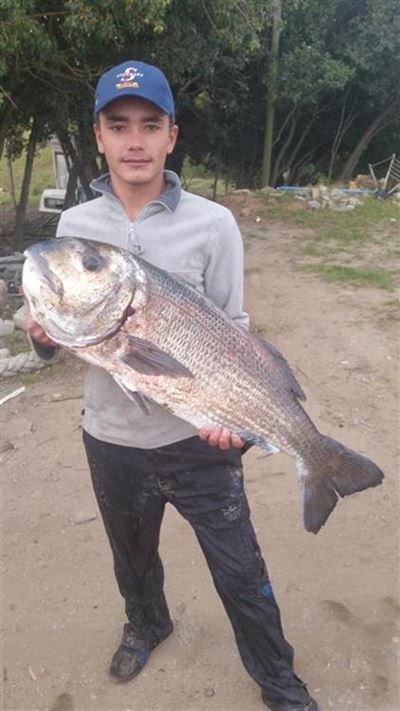 Jong man skep kerrievis