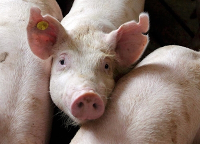Teachers 'steal' pigs in Limpopo village