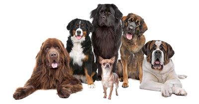 SPCA sterilises 150 dogs