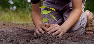 Plant bome vir Mandeladag