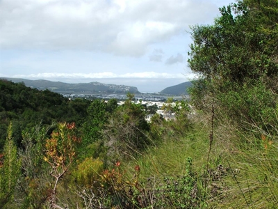 Critically endangered fynbos in central Knysna