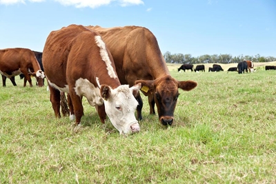Weidingskursus vir boere