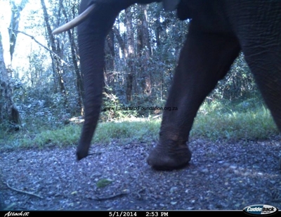 Excitement over elephant discovery