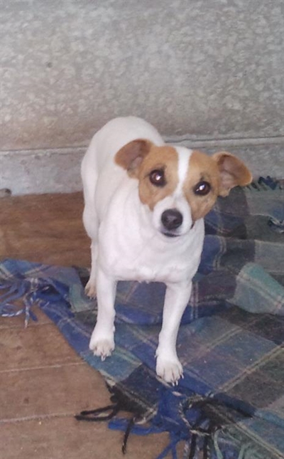 Verlore hond