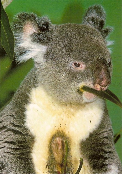 Koala survives terrifying ride clinging to car