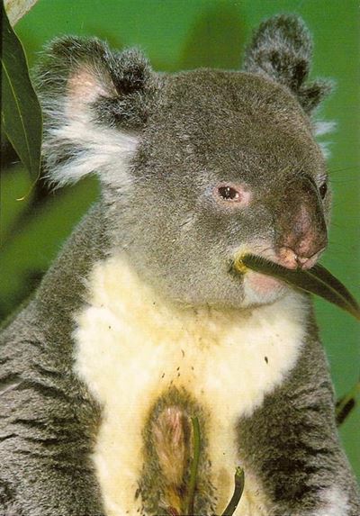 Koala survives terrifying ride clinging to car