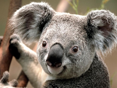 Koala survives terrifying ride clinging to car