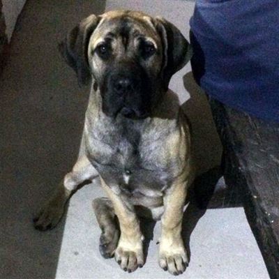 Jong hond doodgeskiet