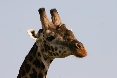 Giraffe dies from head injury