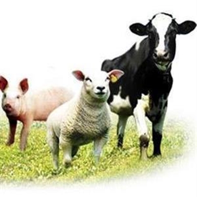 Agri Herold Landboufees: Fokus op opleiding en inligting