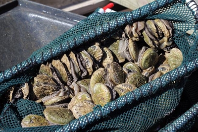 2 busted for abalone worth R628 000
