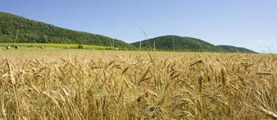 The world food situation