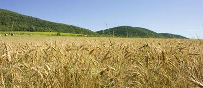 The world food situation