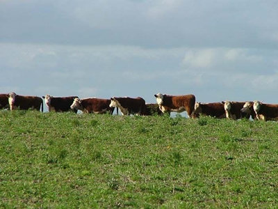 Grasgevoerde vereniging in Suid-Afrika gestig