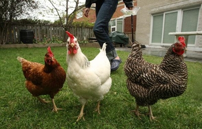 Thousands of chickens die in Northwest accident